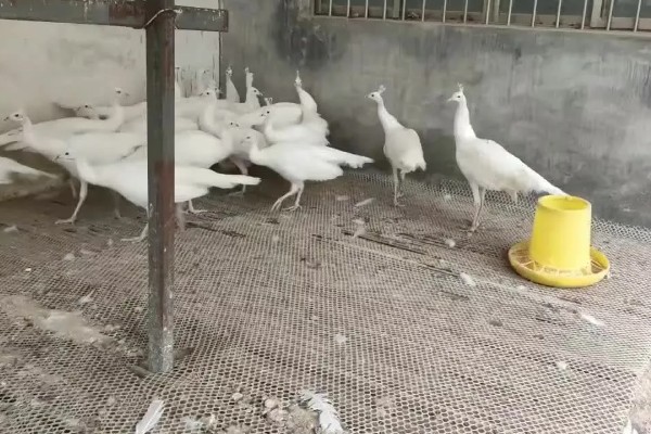 影响特种养殖成败的因素，要摸清行情稳步发展