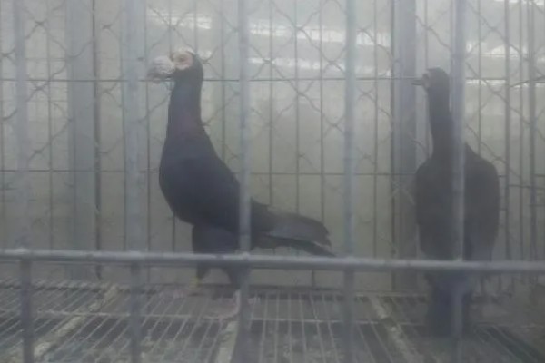 影响特种养殖成败的因素，要摸清行情稳步发展
