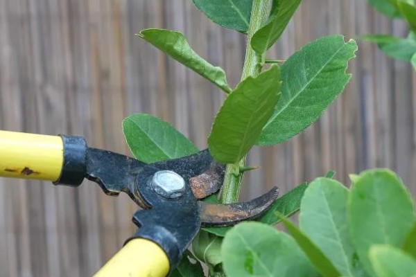 柠檬树枝干枯如何解决,剪除干枯部位可以节省养分