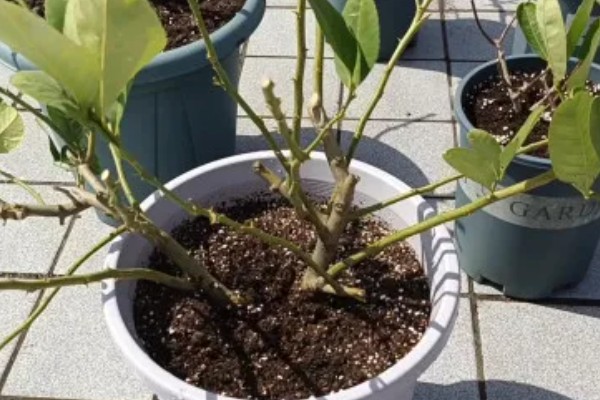 柠檬树枝干枯如何解决,剪除干枯部位可以节省养分