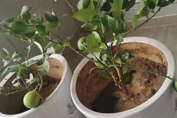 柠檬树枝干枯如何解决,剪除干枯部位可以节省养分