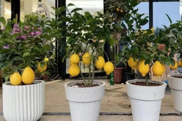 柠檬树枝干枯如何解决,剪除干枯部位可以节省养分