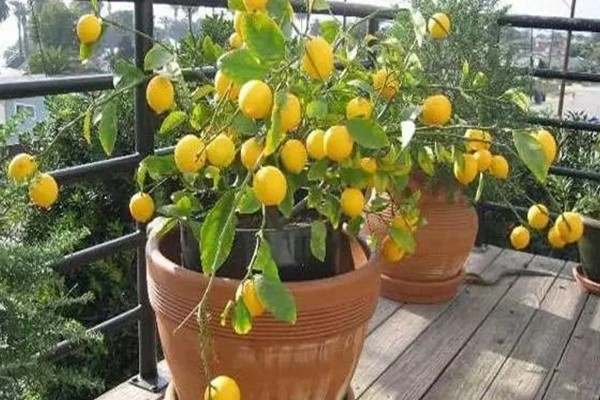 柠檬树枝干枯如何解决,剪除干枯部位可以节省养分