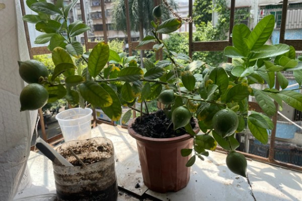 柠檬树枝干枯如何解决,剪除干枯部位可以节省养分