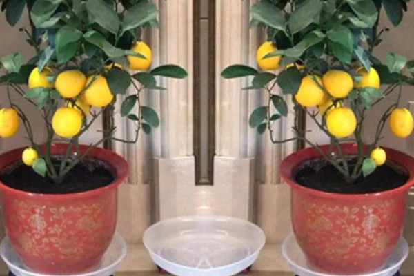 柠檬树枝干枯如何解决,剪除干枯部位可以节省养分