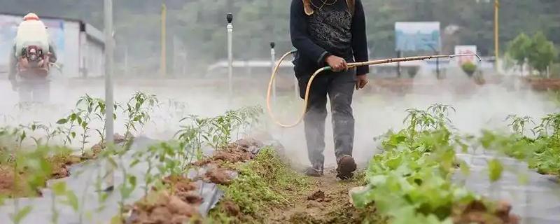 硼肥的施加时间,作为追肥时在开花前喷施为佳