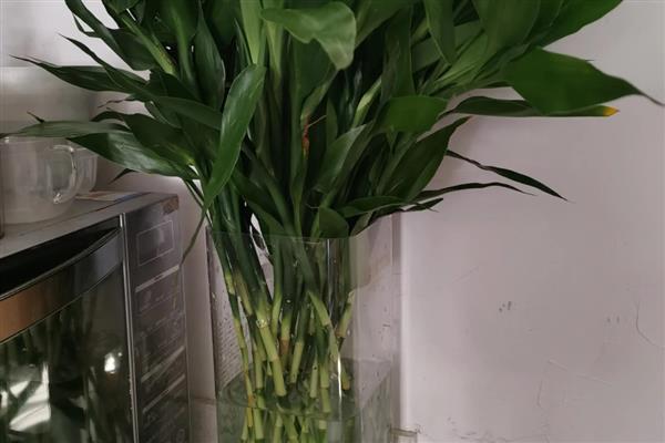 冬天水养富贵竹叶子发黄怎么办，可移换环境