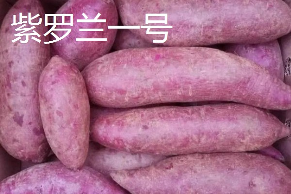 高产红薯品种产量与特色，有紫罗兰一号、双万一号等