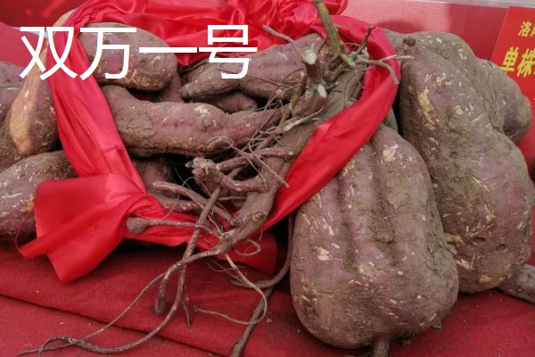 高产红薯品种产量与特色，有紫罗兰一号、双万一号等