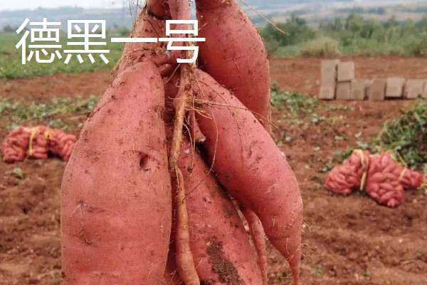 高产红薯品种产量与特色，有紫罗兰一号、双万一号等