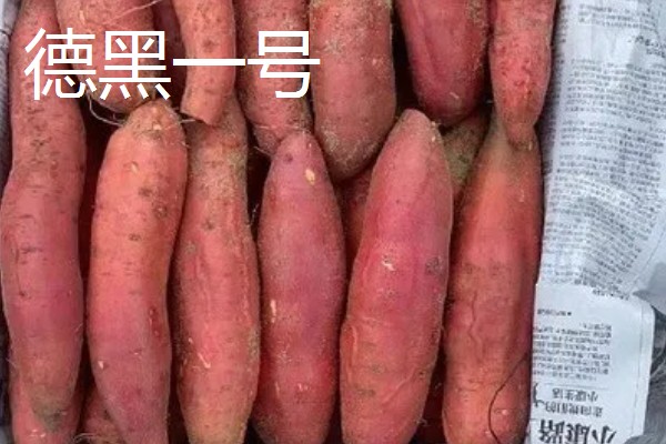 高产红薯品种产量与特色，有紫罗兰一号、双万一号等