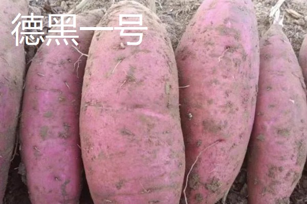 高产红薯品种产量与特色，有紫罗兰一号、双万一号等
