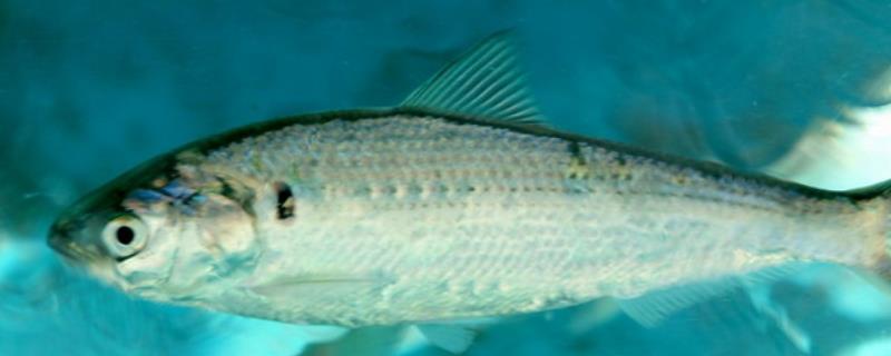 斑鰶的简介，广泛分布于印度洋至太平洋