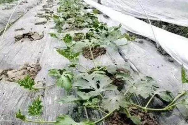 大棚西瓜怎么种植，前期浇水不宜过大