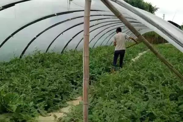 大棚西瓜怎么种植，前期浇水不宜过大