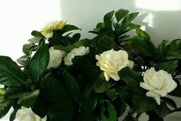 栀子花会不会冻死，通常可以耐-3℃的低温环境