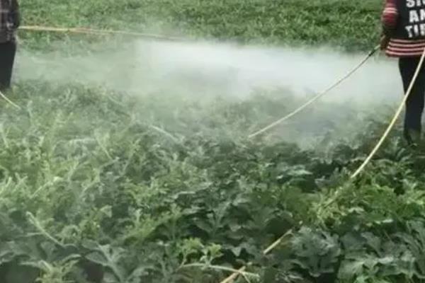 大棚西瓜怎么种植，前期浇水不宜过大