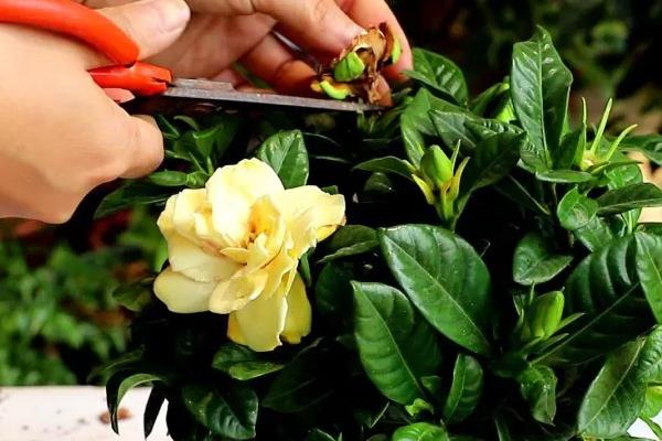 栀子花会不会冻死，通常可以耐-3℃的低温环境