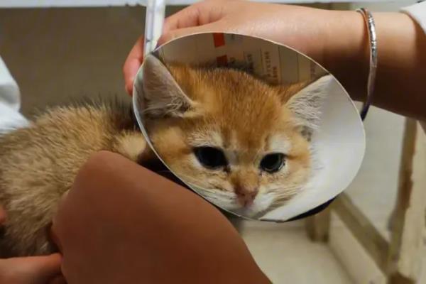 猫瘟房间怎么消毒，可使用有效得消毒剂