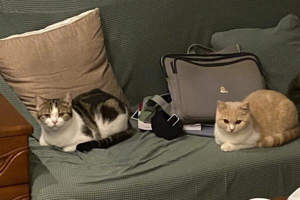 猫瘟房间怎么消毒，可使用有效得消毒剂