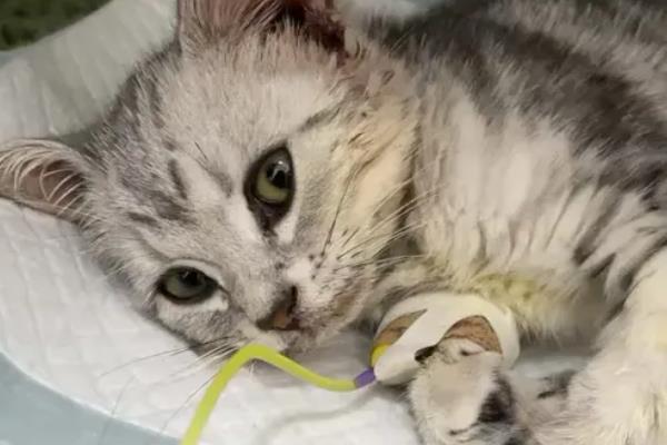 猫瘟房间怎么消毒，可使用有效得消毒剂