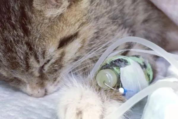 猫瘟房间怎么消毒，可使用有效得消毒剂