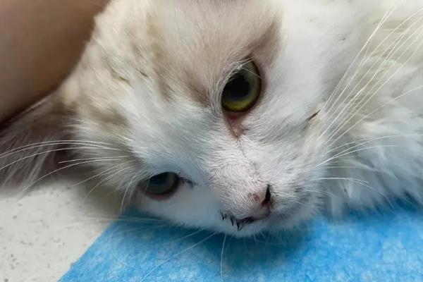 猫瘟房间怎么消毒，可使用有效得消毒剂