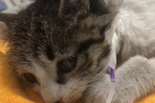 猫瘟房间怎么消毒，可使用有效得消毒剂