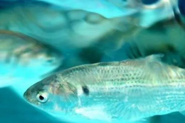 斑鰶的简介，广泛分布于印度洋至太平洋