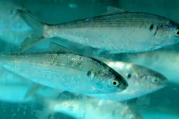 斑鰶的简介，广泛分布于印度洋至太平洋