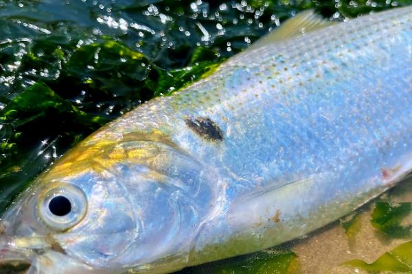 斑鰶的简介，广泛分布于印度洋至太平洋