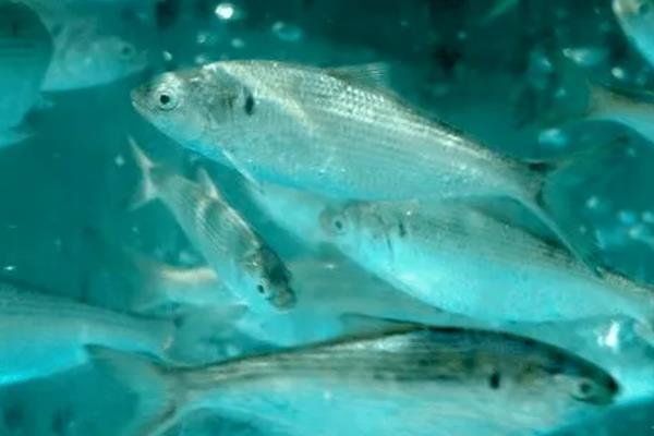 斑鰶的简介，广泛分布于印度洋至太平洋