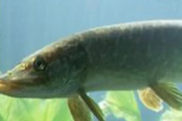 斑鰶的简介，广泛分布于印度洋至太平洋