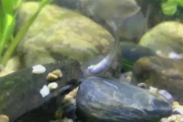 斑鰶的简介，广泛分布于印度洋至太平洋