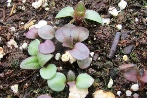 钓钟柳如何种植，温度控制在13-18℃