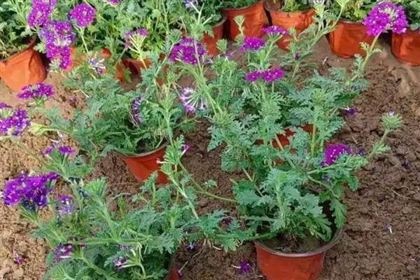 美女樱开完花后能不能修剪，将残花连同花茎一起剪除可节省养分