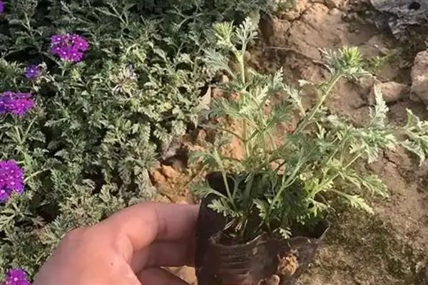 美女樱开完花后能不能修剪，将残花连同花茎一起剪除可节省养分