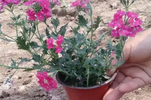 美女樱开完花后能不能修剪，将残花连同花茎一起剪除可节省养分