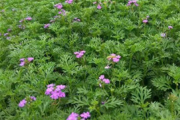 美女樱开完花后能不能修剪，将残花连同花茎一起剪除可节省养分