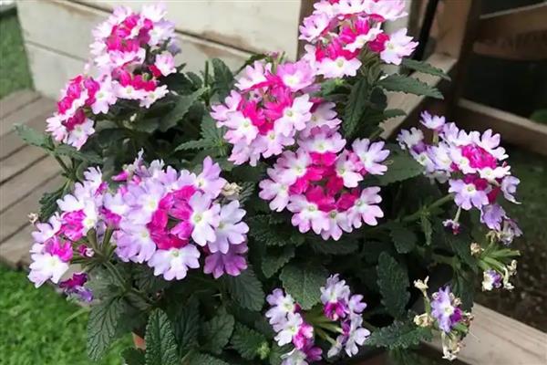 美女樱开完花后能不能修剪，将残花连同花茎一起剪除可节省养分