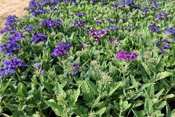 美女樱开完花后能不能修剪，将残花连同花茎一起剪除可节省养分