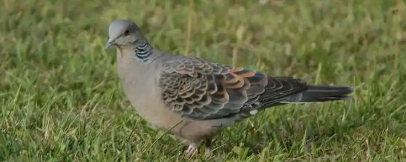 灰斑鸠吃什么，以各种植物果实与种子为食