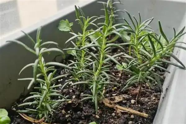 迷迭香如何繁殖，可播种、扦插或压条繁殖