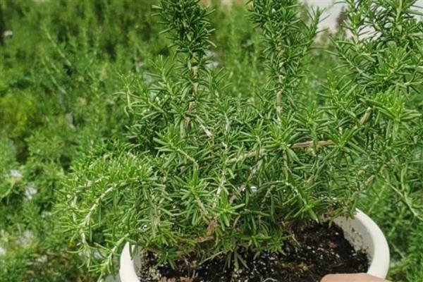 迷迭香如何繁殖，可播种、扦插或压条繁殖