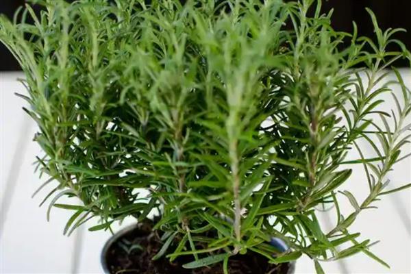 迷迭香如何繁殖，可播种、扦插或压条繁殖