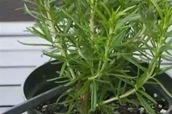 迷迭香如何繁殖，可播种、扦插或压条繁殖