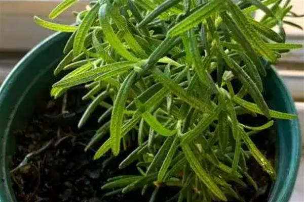 迷迭香如何繁殖，可播种、扦插或压条繁殖