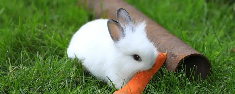 选兔子当宠物有哪些好处，其性格比较温顺