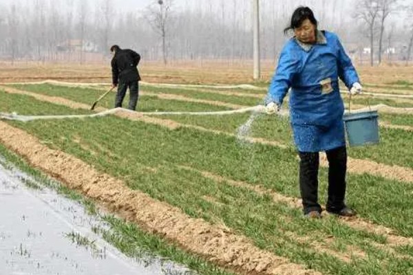 小麦的需肥特点，氮、磷、钾肥的需求量较大