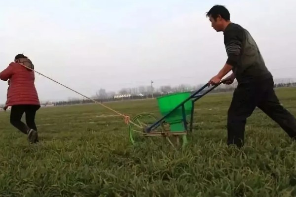 小麦的需肥特点，氮、磷、钾肥的需求量较大